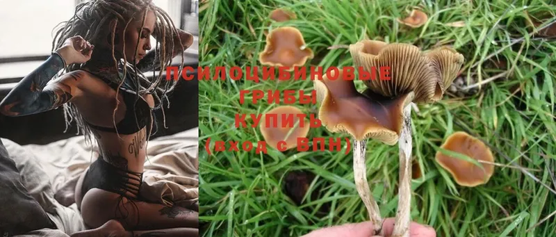 Галлюциногенные грибы Psilocybine cubensis  Ульяновск 